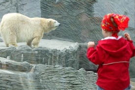 Lední medvěd v Zoo Praha.